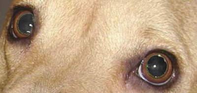 channel_mixer_greeneyes.jpg