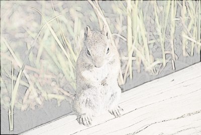 Squirrel_line_drawing.jpg