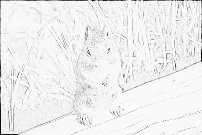 Squirrel_line_drawing_2.jpg