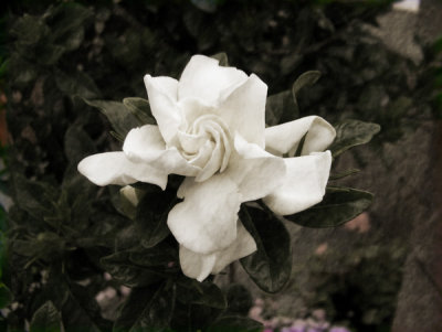 flower-copy_vintage.jpg
