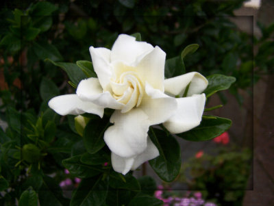 flower-copy_frame_old_photo.jpg