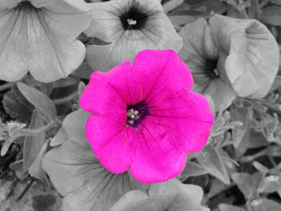 smart_brush_flower.jpg