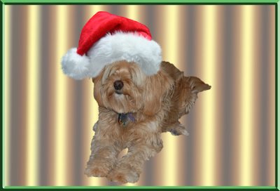 gracie_santa_hat.jpg