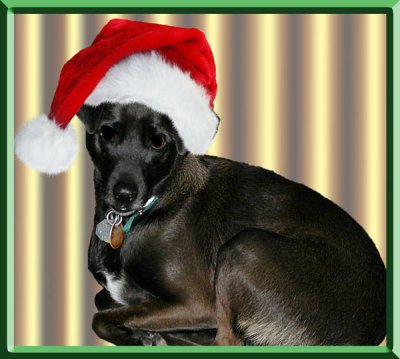 bessie_santa_hat.jpg