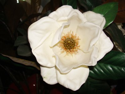 manual_magnolia.jpg