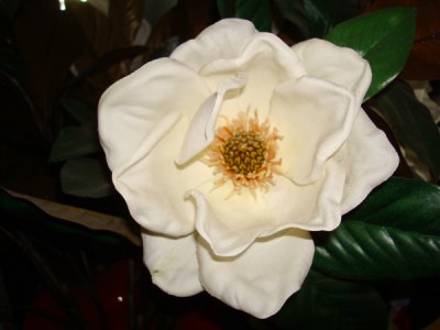 auto_simple_magnolia.jpg