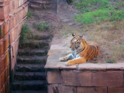 tiger_after_ACR.jpg