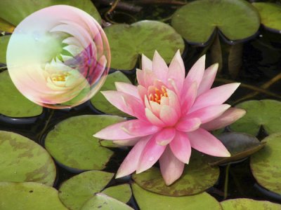 waterlily_reflection.jpg