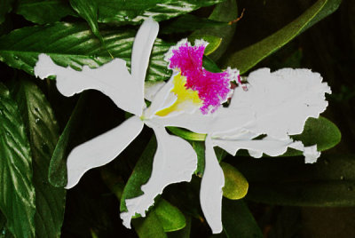 orchid_emboss_find_edges_graphic_pen_left_right_curves.jpg