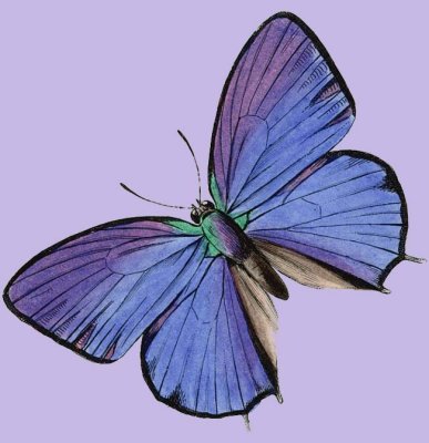 butterfly_clip_art.jpg