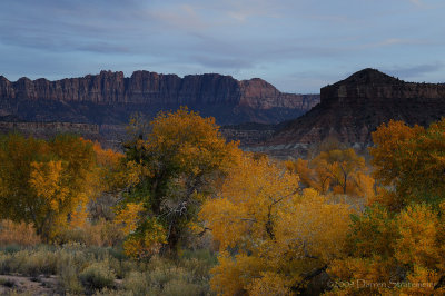 Evening Fall Color