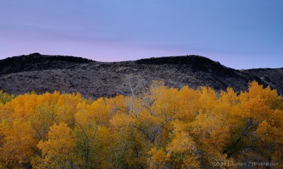 Color Contrast