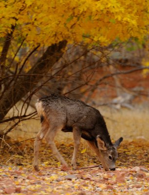 Wildlife at Breakfast