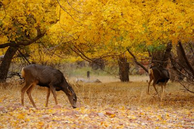 Pastoral
