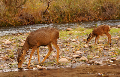 Family Feeding