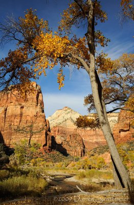 Zion Autumn