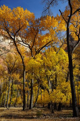 Fall