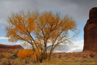 Yellow Cottonwood in Wash