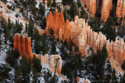 Hoodoo Forest