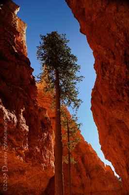Douglas Fir Stretches Skyward