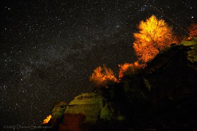 Night Sky and Alien Tree