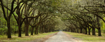 Enter Wormsloe