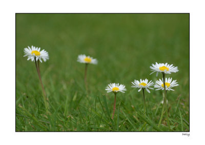 White-Daisy-border.jpg