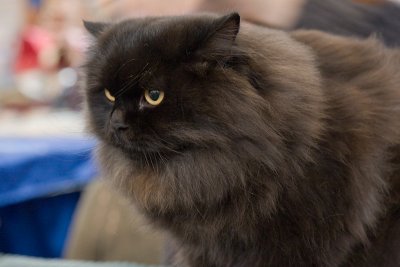 IMG_1221.jpg