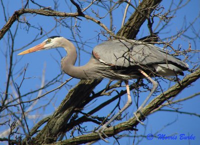 Blue Heron seeking Twigs