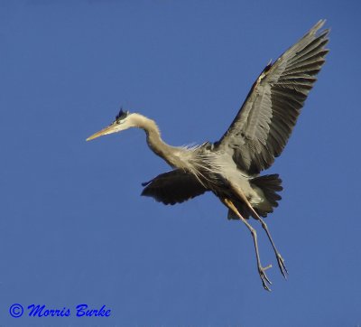 Blue Heron Precision Landing