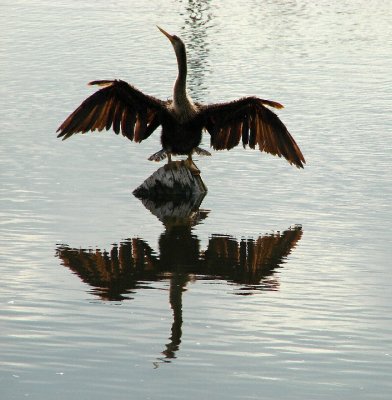 Anhinga stretching its wings.jpg