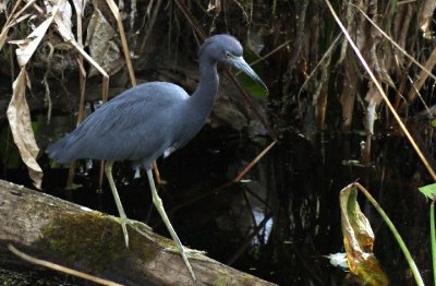 Blue Heron.jpg