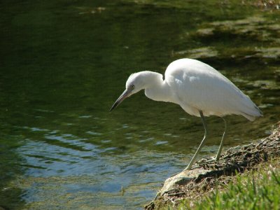 Blue Heron Juvenile