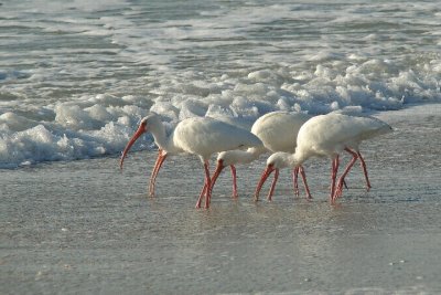 Ibisis on Beach.jpg