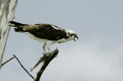 Osprey with Prey.jpg