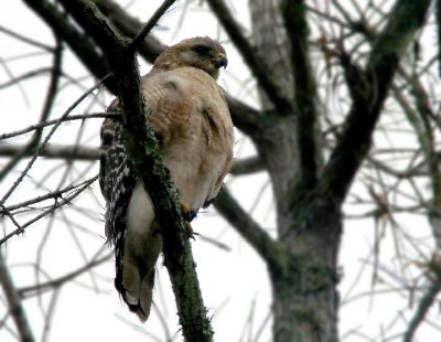 Red Shouldered Hawk.jpg