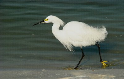 Snowy Egret.jpg