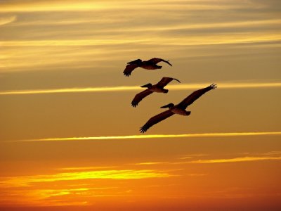 Sunset Flyby.jpg Composite