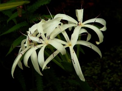 Swamp Lilly.jpg