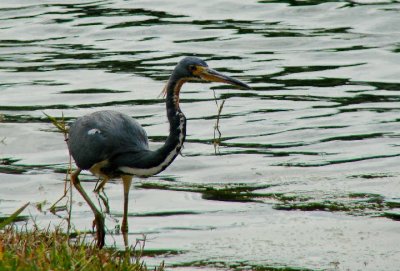 Tricolored Heron 1.jpg
