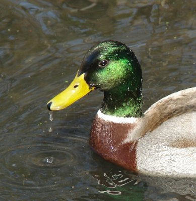 Mallards and Geese