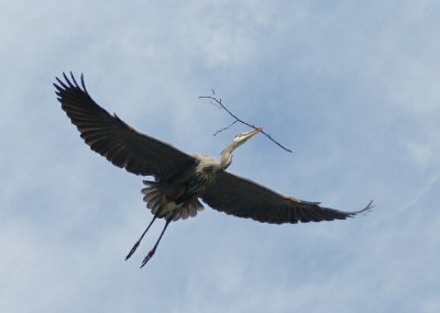Blue Heron Air Delivery 1