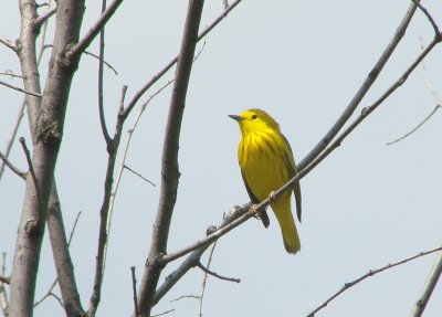 yellow warbler pw.jpg