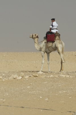 Guard on Camel; Saqqara