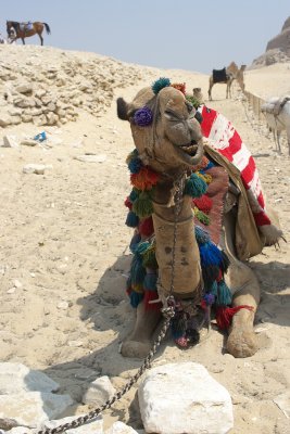 Saqqara; Camel