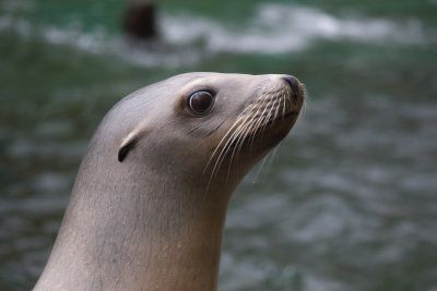 Artis Zoo