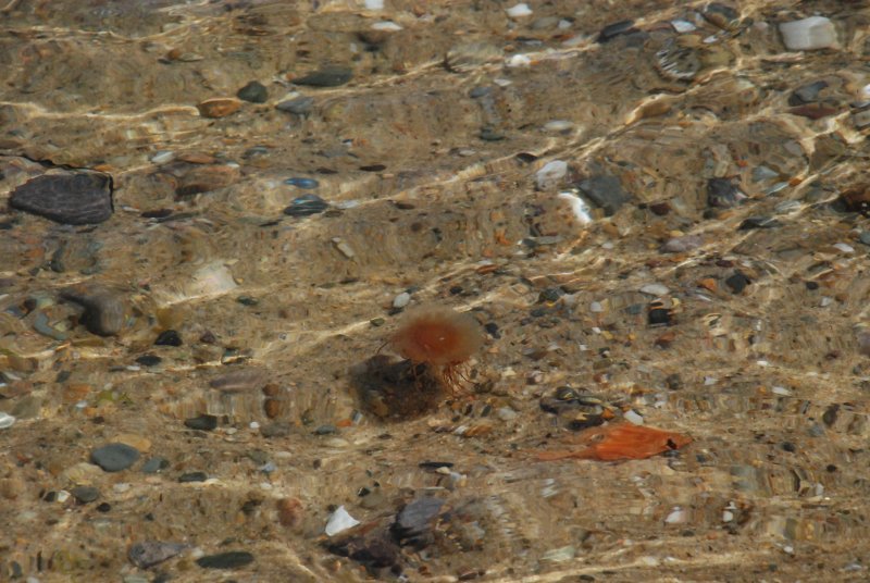 Jellyfish