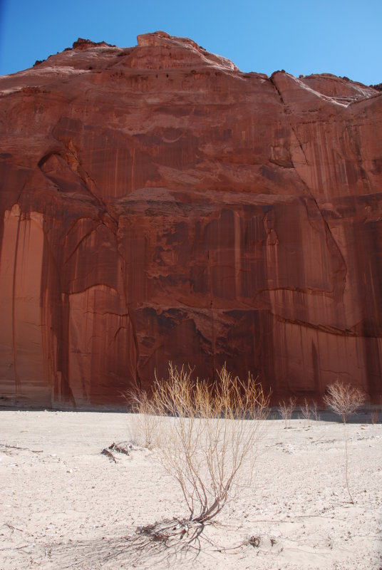 Lonely desert shrub