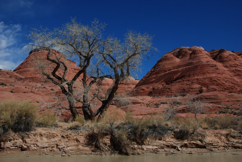 Desert scene
