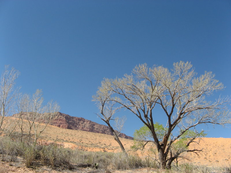 Desert tree